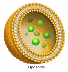 Liposome C Liposome C